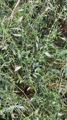 Polygonum aviculare