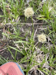 Calliscirpus criniger