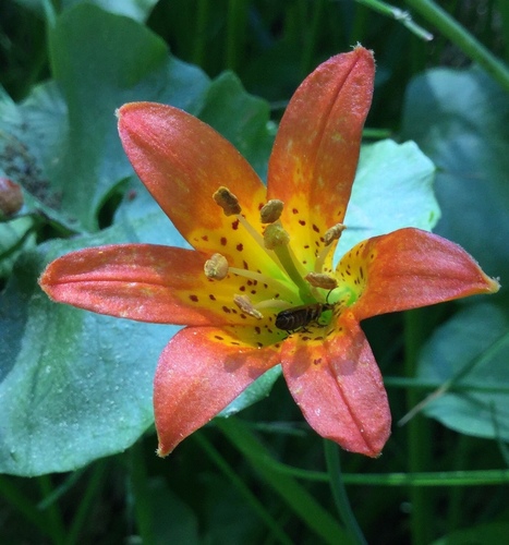 iNaturalist observation photo of Podabrini