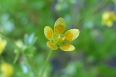 Cymbalaria
