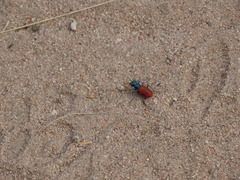 Cicindela scutellaris scutellaris