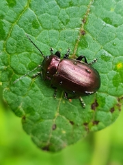 Oreina sulcata