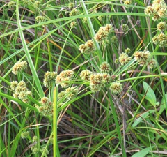 Cyperus entrerianus