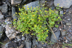 Cymbalaria
