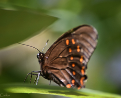 Papilio menatius victorinus