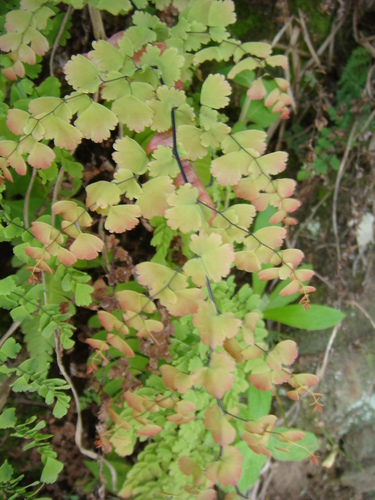 Adiantum concinnum
