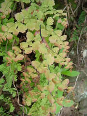 Adiantum concinnum