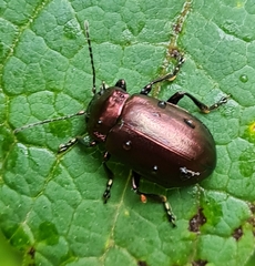 Oreina sulcata