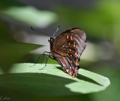 Papilio menatius victorinus
