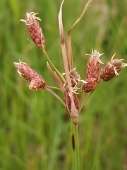 Fimbristylis castanea
