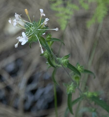 Collomia linearis