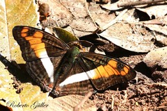 Adelpha thesprotia