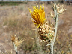 Centaurea onopordifolia