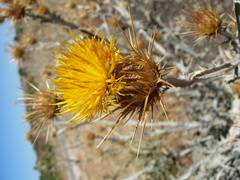 Centaurea onopordifolia