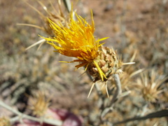 Centaurea onopordifolia