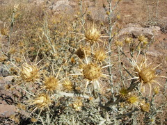 Centaurea onopordifolia