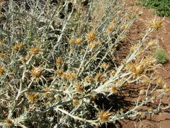 Centaurea onopordifolia