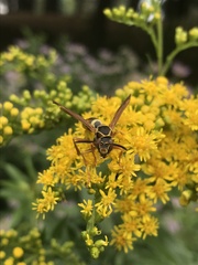 Polistes fuscatus