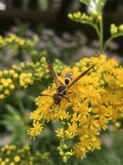 Polistes fuscatus