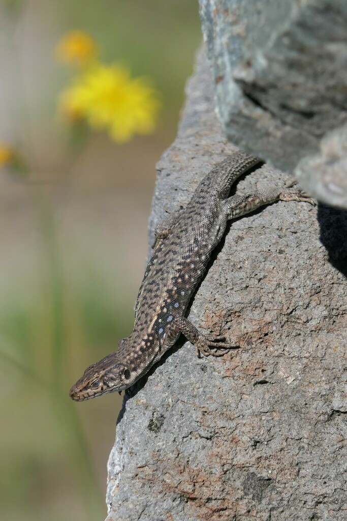Darevskia bithynica