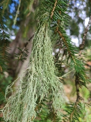 Evernia divaricata