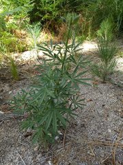 Lupinus hyacinthinus