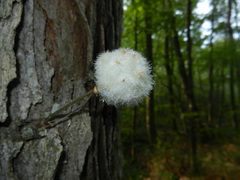Callirhytis seminator