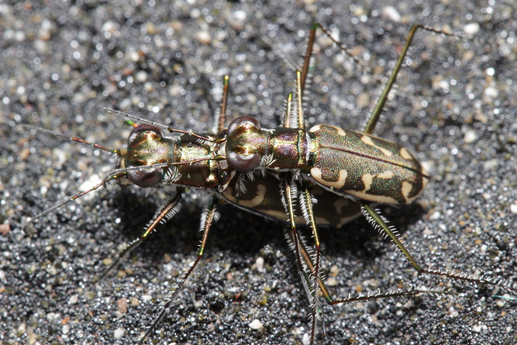 Opilidia macrocnema