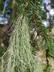 Evernia divaricata