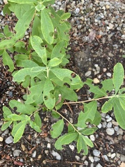 Rhododendron atlanticum