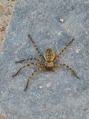 Eusparassus