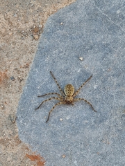 Eusparassus