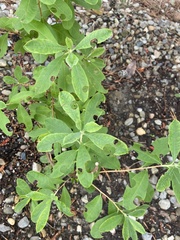 Rhododendron atlanticum