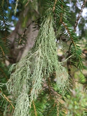 Evernia divaricata