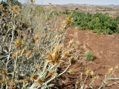 Centaurea onopordifolia