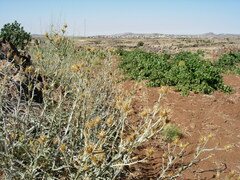 Centaurea onopordifolia
