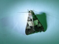 Melipotis agrotoides