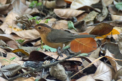 Pellorneum fuscocapillus