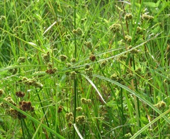 Cyperus entrerianus