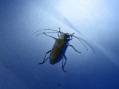 Eburia mutica