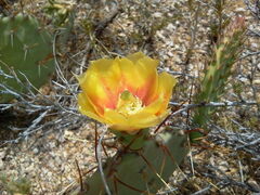 Opuntia
