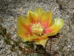 Opuntia