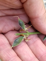 Lupinus hyacinthinus