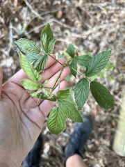 Rubus argutus