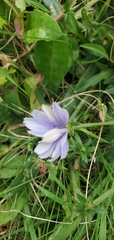 Cichorium intybus