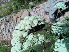 Aromia moschata ambrosiaca