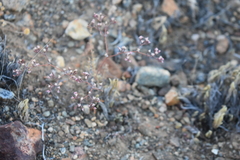 Chorizanthe fimbriata