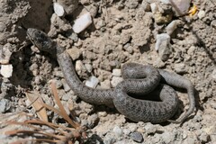 Coronella austriaca austriaca