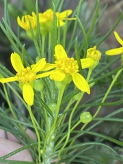 Euryops rehmannii