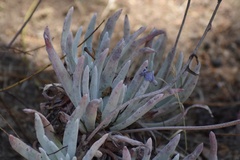 Dudleya virens hassei